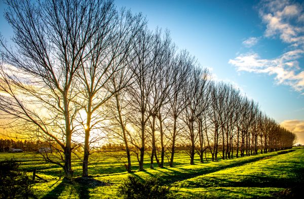 lumière du soleil, des arbres, paysage, le coucher du soleil, colline, la nature