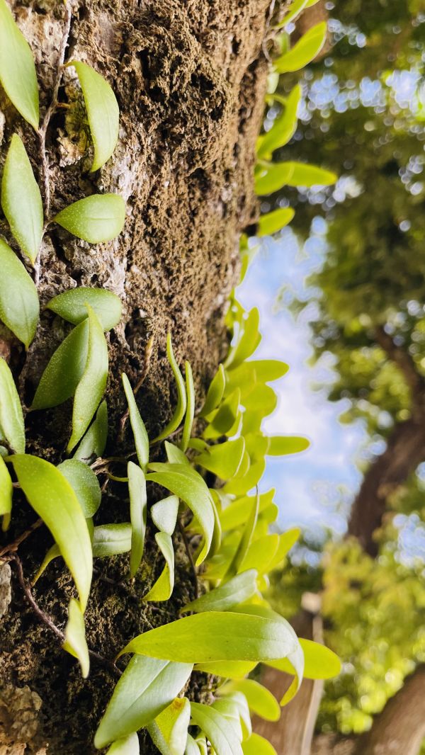 botanik,træ,blomst,terrestrial plant,vegetation,gul