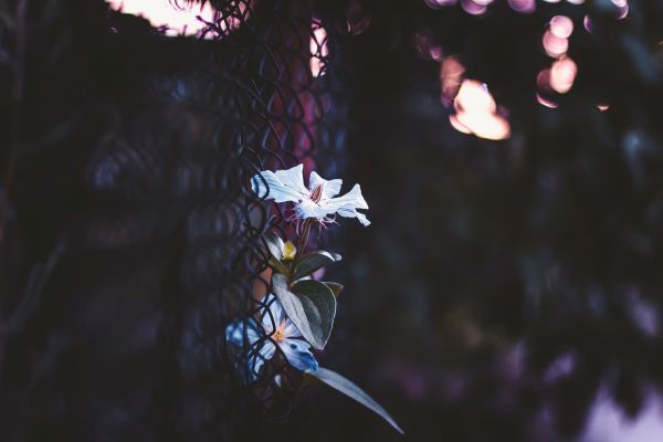 fleurs,la nature,la photographie,lumière du soleil,branche,papillon