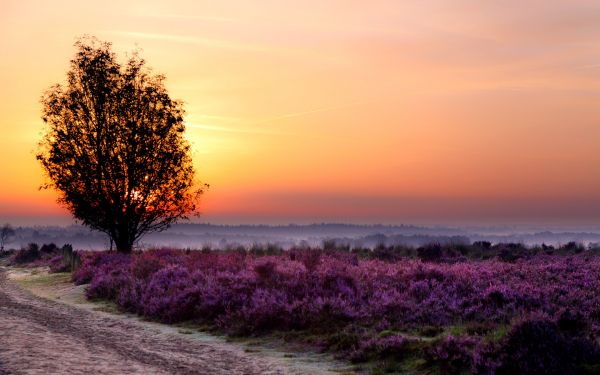 paisaje,naturaleza,luz de sol,Árboles,puesta de sol,cielo