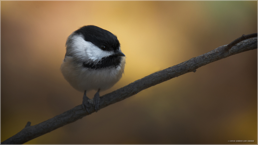 nikond600, tamronsp150600mmf563divcusd, pasăre, auroră, sheppardsbush, copac, cădea, toamnă, natură, Ontario, Canada, blackcappedchickadee, chrislueshing, iluminat, dramatic, creator, ARTĂ