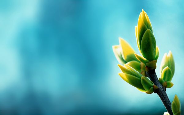 nature,macro,plants,leaves