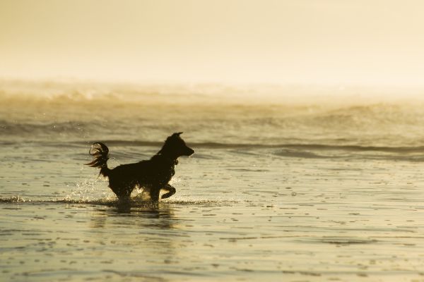 Sonnenuntergang,Brasilien,Sonne,Kalifornien,Hund,Frankreich