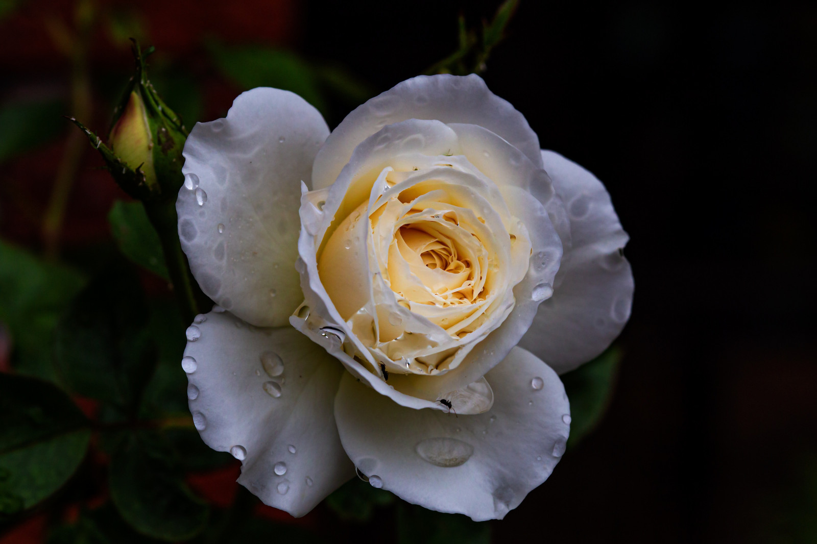 květ, rostlina, okvětní lístek, Hybrid tea rose, růže, tráva, rosa centifolia, terrestrial plant, růže rodina, bylina, růže objednávka, kvetoucí rostlina, zahradní růže, floribunda, zblízka, jednoletá rostlina, keř, makro fotografie, Broskev, china rose, závod stonek, floristika, zátiší fotografování, rosa wichuraiana, divoká rostlina, begonia family, Perennial plant