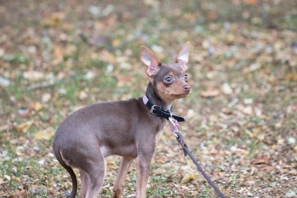 Bahçe,park,köpek,Vahşi hayat,sonbahar,köpek yavrusu