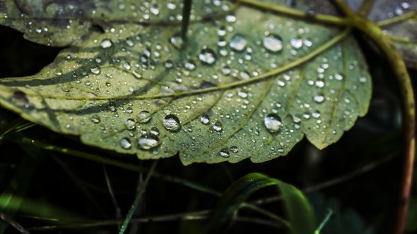 nature,leaves,macro,green,photography,water drops