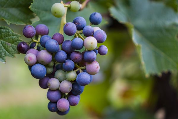 Lebensmittel,Wein,Frucht,Grün,blau,Trauben