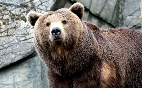 wildlife,brown,fur,wilderness,Grizzly bear,brown bear