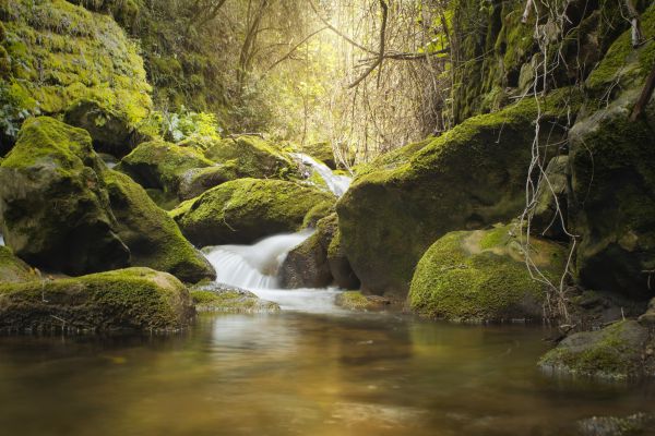 paesaggio, foresta, cascata, acqua, luce del sole, tramonto