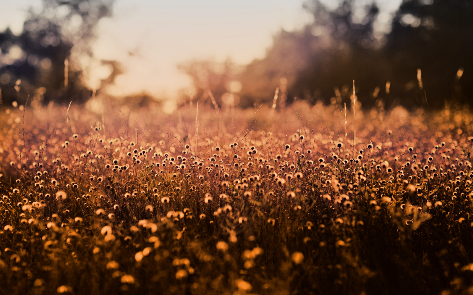 nature, plants, landscape, sunset, flowers