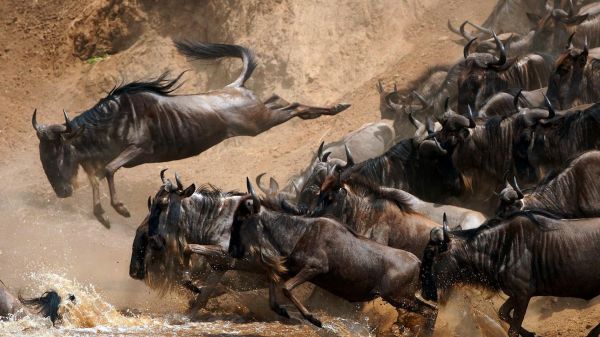 動物,自然,野生動物,サファリ,群れ,ワイルドビースト