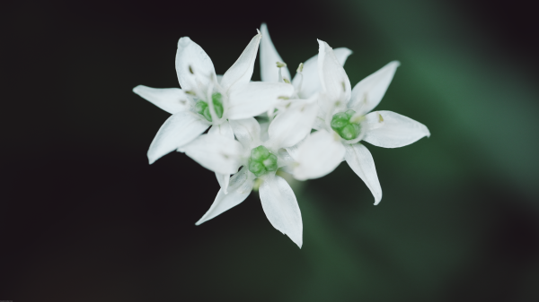 photography,plants,nature,macro,minimalism,flowers