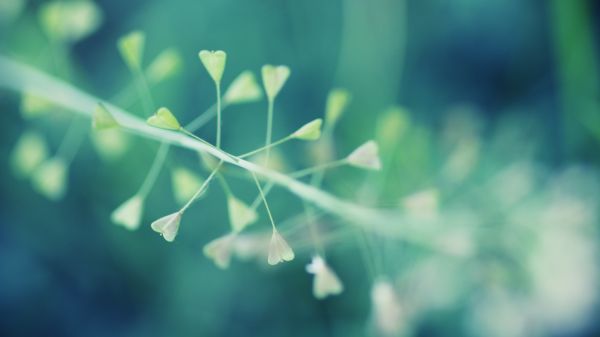 macro,piante,le foglie,verde,blu,bianca