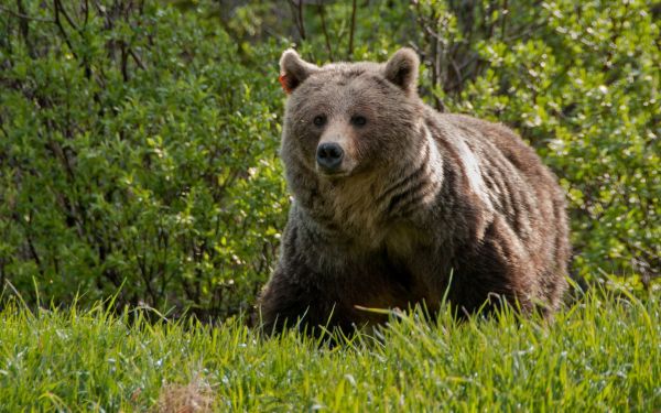 bear,grass,walk,large