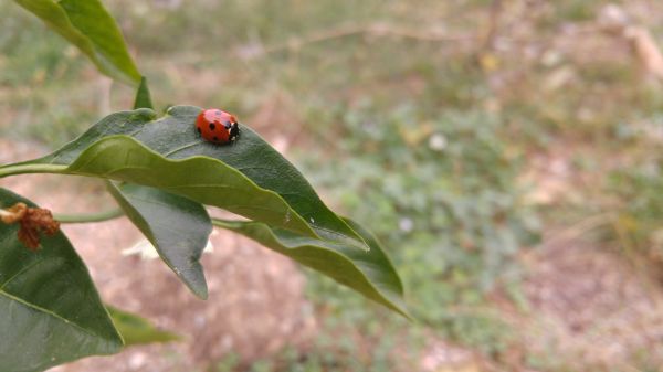 paesaggio, le foglie, natura, verde, piante, ramo