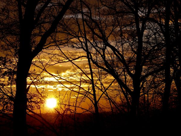 Sonnenlicht, Wald, Sonnenuntergang, Nacht-, Natur, rot