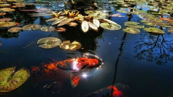 1920x1080 px, Fisch, Fische, Ozean, Meer, Leben im Meer