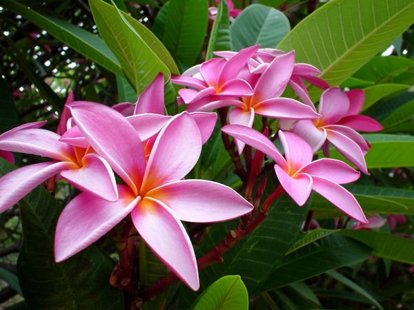 lyserød,blomster,bud,Plumeria,blade