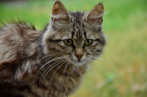 kucing, rumput, cambang, kucing garong, anak kucing, Maine Coon