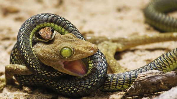 serpent, faune, art numérique, animaux, Lézards, yeux verts