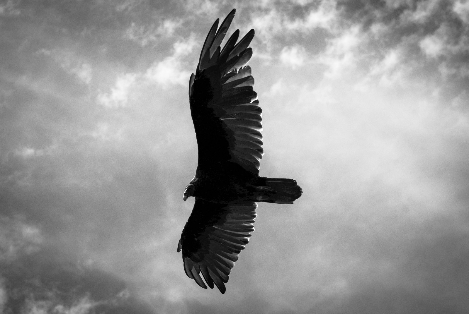 landscape, white, black, monochrome, dark, nature, watch, sky, wings, angel, clouds, Earth, wildlife, desert, California, Nikon, bird of prey, imagination, Vision, life, eagle, hunt, bald eagle, beak, Fly, POV, Prey, Flight, blackandwhite, exposure, cloud, west, beautiful, big, nikkor, animal, travel, up, bird, wild, beauty, Motion, look, feather, meal, july, condor, buzzard, adventure, seek, wing, live, fauna, journey, gaze, large, wait, black and white, monochrome photography, meteorological phenomenon, vulture, accipitriformes, find, eat, soar, majesty, turkeyvulture, survuve, stock photography