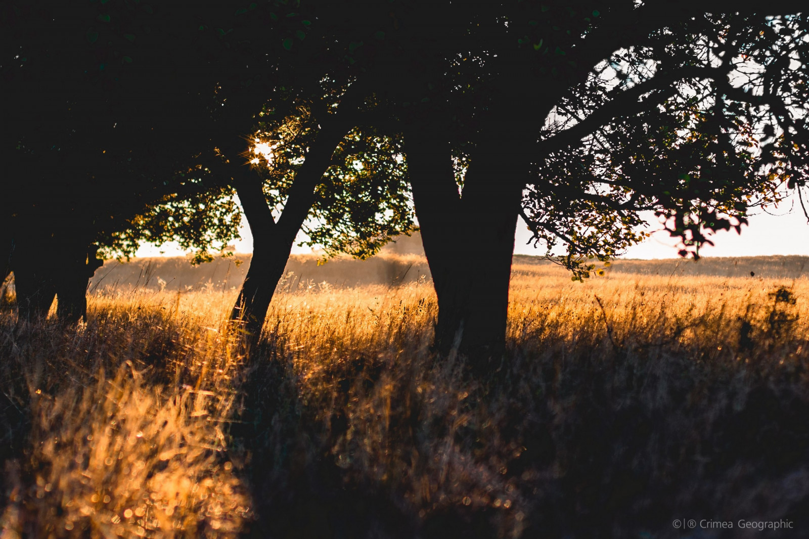 Sonnenlicht, Landschaft, Sonnenuntergang, Nacht-, Natur, Ast, Abend, Morgen, Dämmerung, Krim, Licht, Baum, Herbst, Blatt, Dämmerung, Pflanze, Jahreszeit, Dunkelheit, Holzige Pflanze