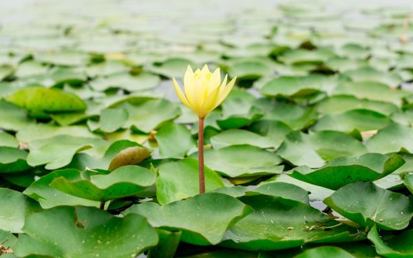 Fleurs de lotus,la nature,fleurs