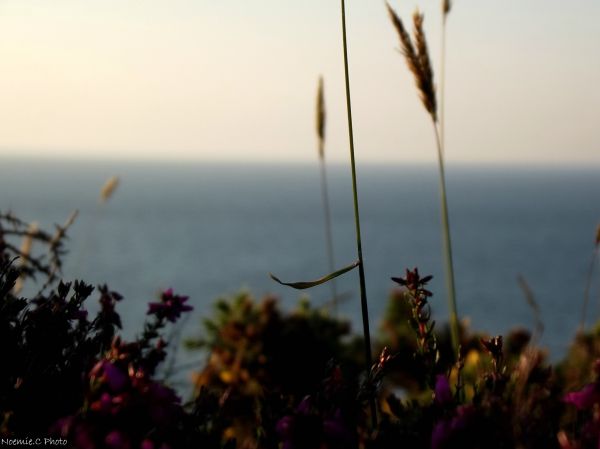 landscape, sunset, flowers, sunlight, leaves, sea