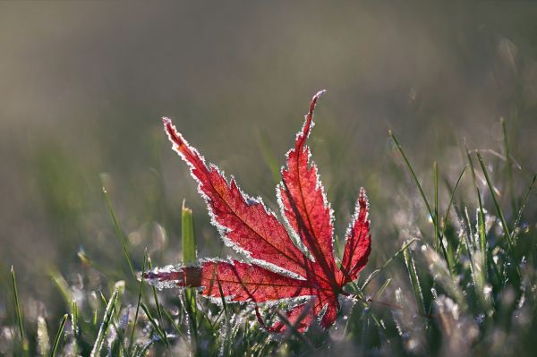 le foglie, natura, rosso, erba, fotografia, verde