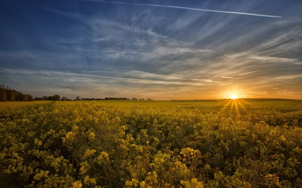 sunlight, landscape, sunset, hill, nature, food