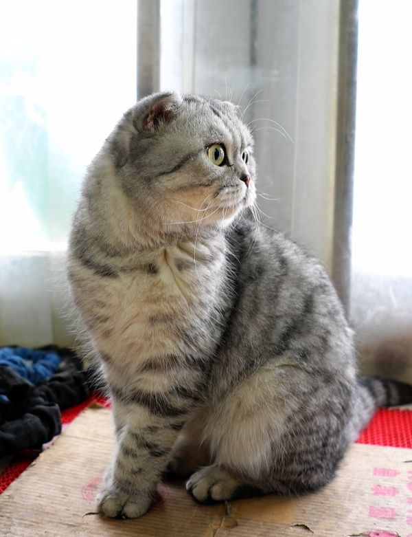 kočka,kníry,fauna,Britská krátkosrstá,Scottish fold,moji přátelé