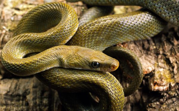 animaux, serpent, faune, serpent, la nature, Reptiles