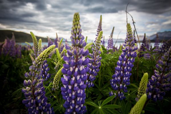 fleurs,fleur,plante,flore,champ,Fleur sauvage