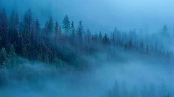 nuvem,atmosfera,céu,árvore,Natural landscape,Lariço