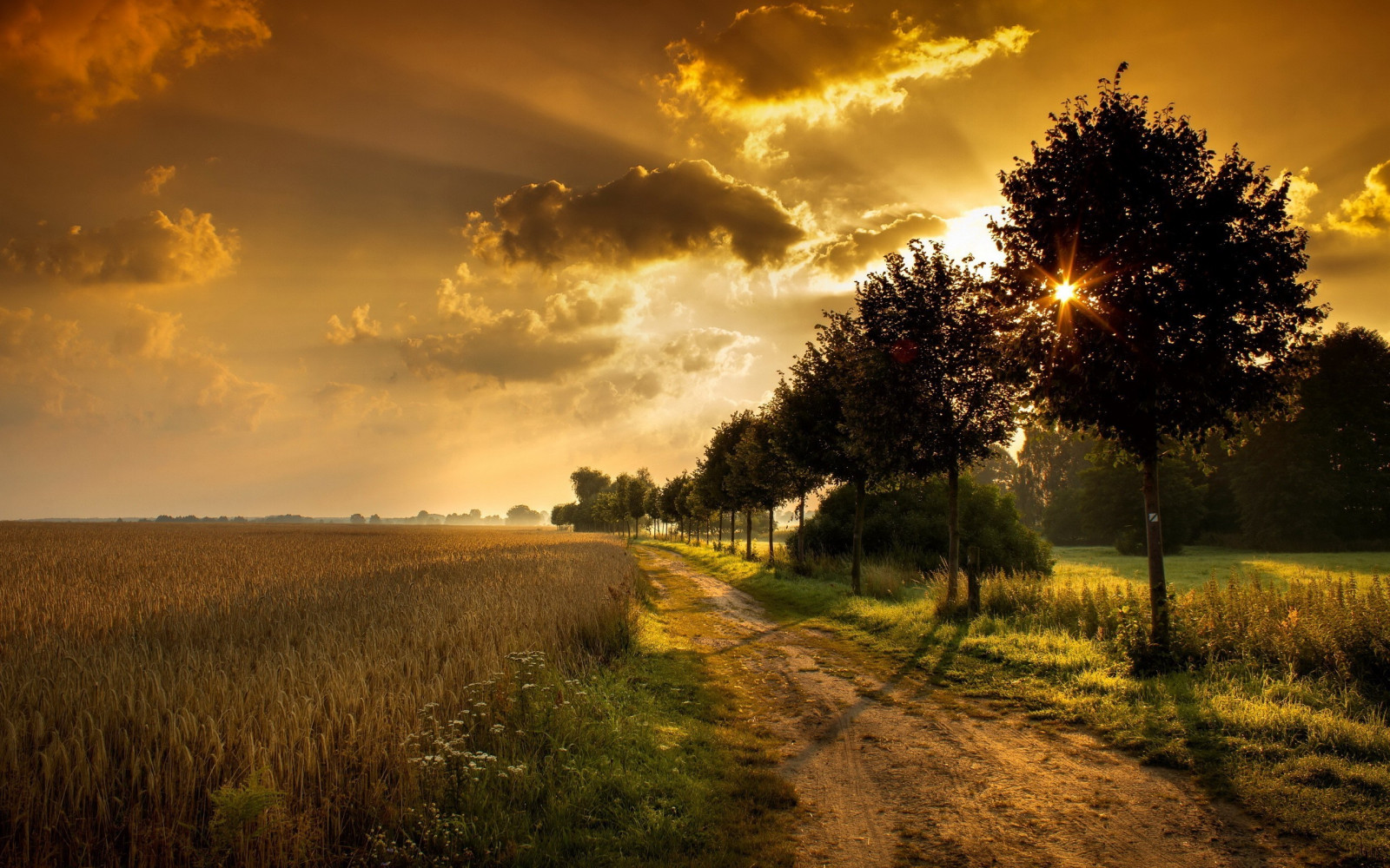 Sonnenlicht, Landschaft, Sonnenuntergang, Natur, Gras, Himmel, Feld, Sonnenaufgang, Abend, Morgen, Sonne, Horizont, Dämmerung, Licht, Wolke, Baum, Herbst, Blatt, Dämmerung, Pflanze, Jahreszeit, Landwirtschaft, Wiese, Ebene, 2560x1600 px, Prärie, ländliches Gebiet, Atmosphärisches Phänomen, Computer-Tapete, Holzige Pflanze, Grasfamilie, Savanne