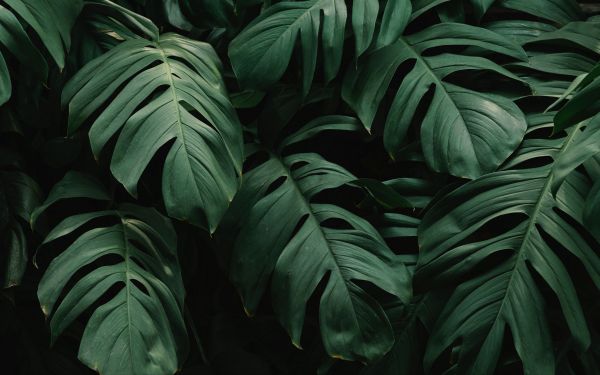 Plantas,verde,naturaleza,hojas,fotografía