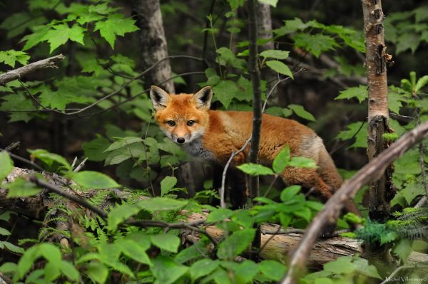 animale sălbatice, faună, vulpe, vulpe rosie, mamifer, pădure