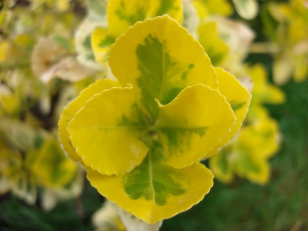 Flores,Plantas,macro,amarillo,verde,flor