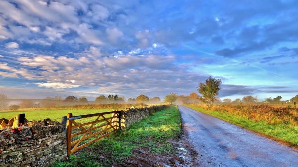 landscape, nature, road, grass, trees, plants