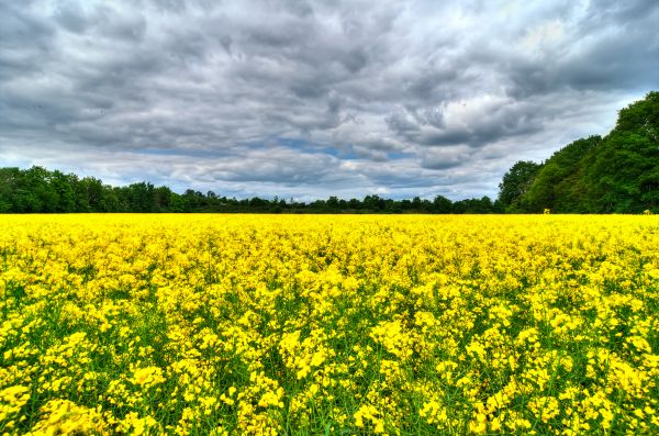 ciel,jaune,des nuages,été,la musique,forêt