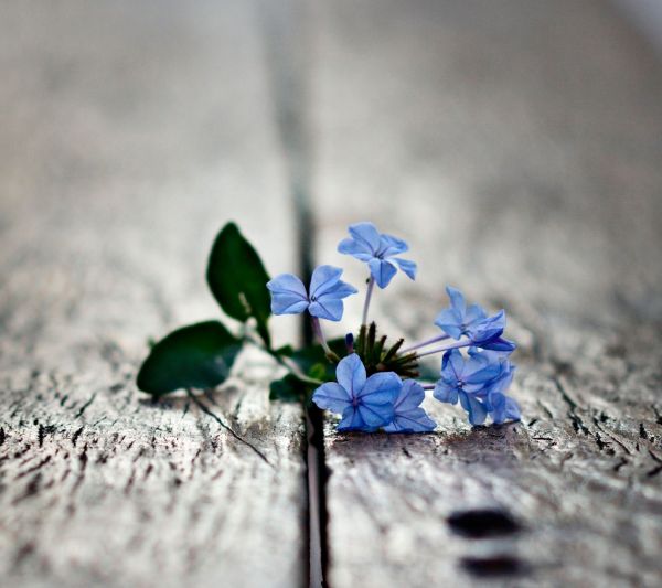 fleurs,la nature,la photographie,branche,blanc,vert