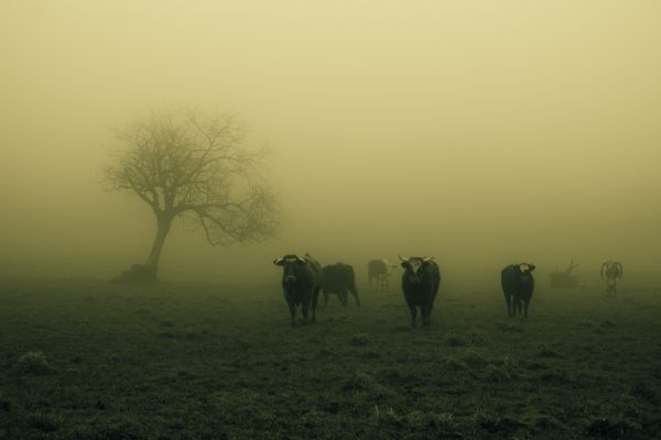 natură, iarbă, camp, monocrom, răsărit, dimineaţă