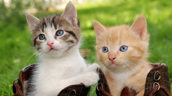 4000x2250 px,Animais,gatos,relance,Gatinhos,dois