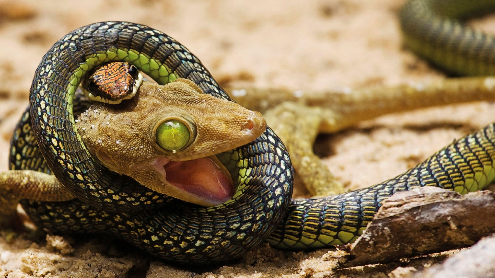 serpent, vert, faune, tête, serpent, Boa constrictor, reptile, faune, tuer, vertébré, fermer, Photographie macro, Reptile à l'échelle, Agamidés, Elapidae, Boas, Lacertidae, Sidewinder, Colubridae, couleuvre, Hognose serpent, couleuvre, étranglement