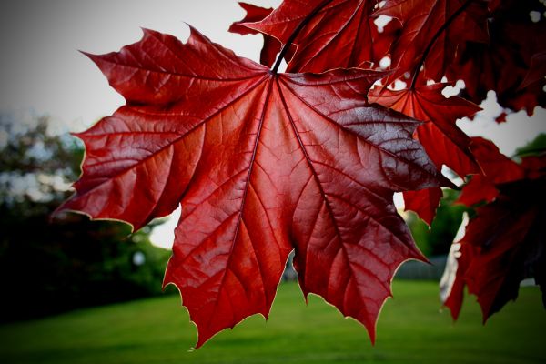 large,leaf,maple,red,foreground