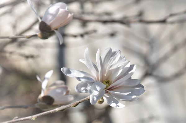 fleurs,la nature,branche,fleur,printemps,aliments