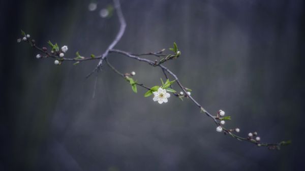 piante,profondità di campo,fiori,natura,primavera