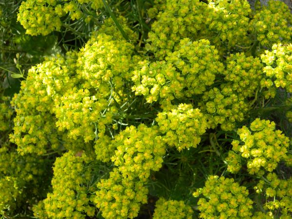 aliments,mimosa,fleur,fleurs,les plantes,À feuilles persistantes