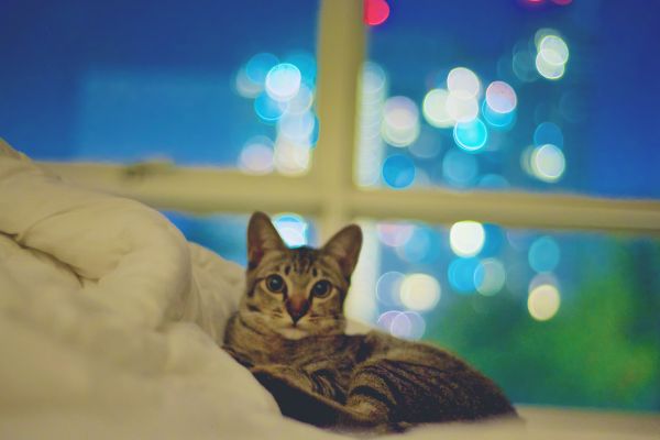 Bokeh,Byrd,chat,moment,Siamois,soumissionner