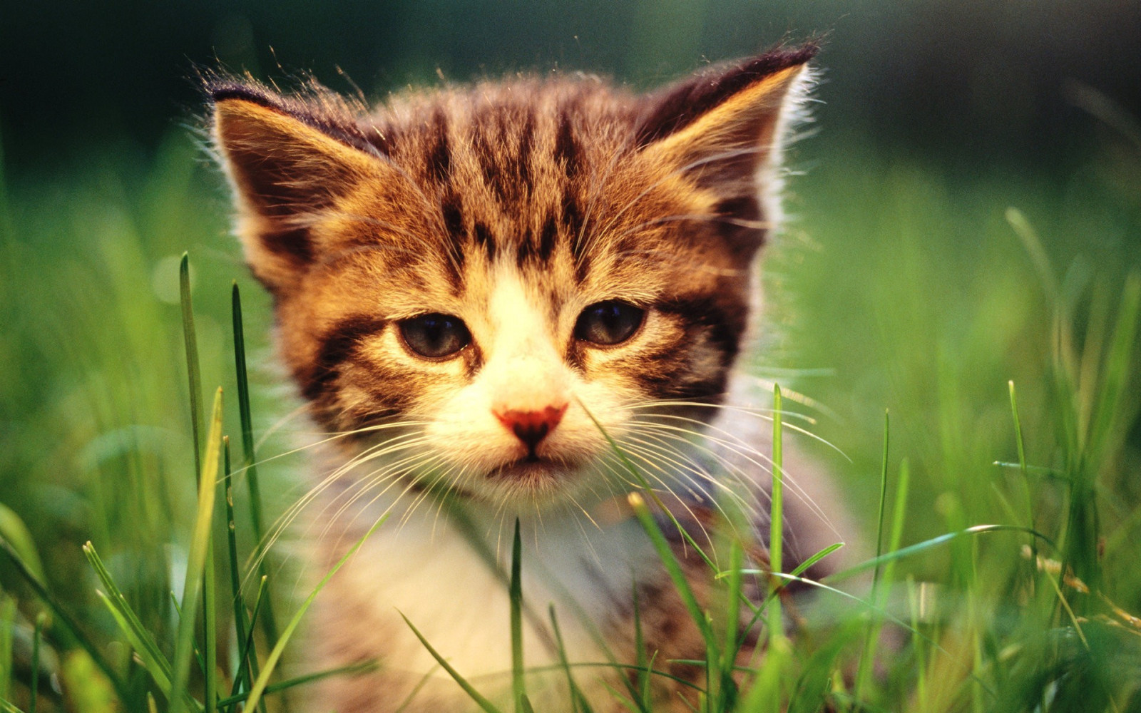 kucing, rumput, cambang, kucing garong, anak kucing, fauna, binatang menyusui, bertulang belakang, merapatkan, kucing seperti mamalia, kecil untuk kucing berukuran sedang, kucing kucing, domestik kucing berambut pendek, kucing totol